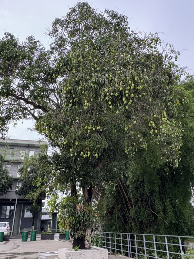 開平 碉樓