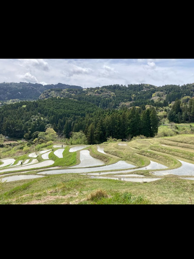 🌾日本の原風景に癒される「大山千枚田」で心洗われる旅を