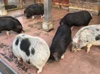 Family Fun and Fresh Milk at Rakunoh Mother’s Aso Milk Bokujo