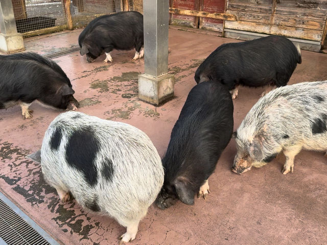 Family Fun and Fresh Milk at Rakunoh Mother’s Aso Milk Bokujo