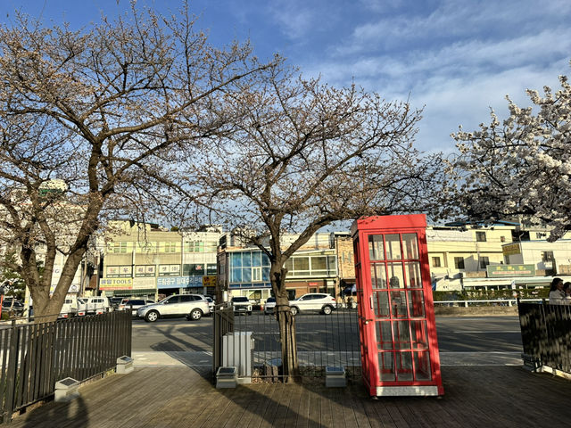 春天流經河畔的樣子🌸 清州無心川櫻花步道的靜謐與浪漫