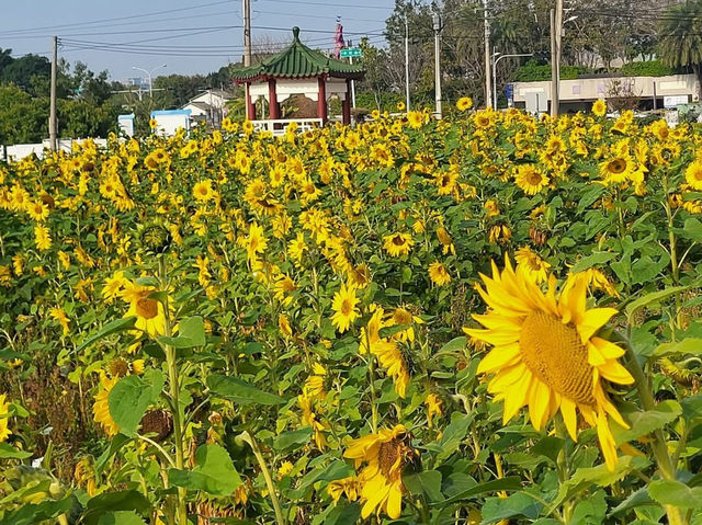 台中清水區公所向日葵花海