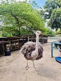 Big Birds & Big Smiles: Visiting Desaru Ostrich Farm