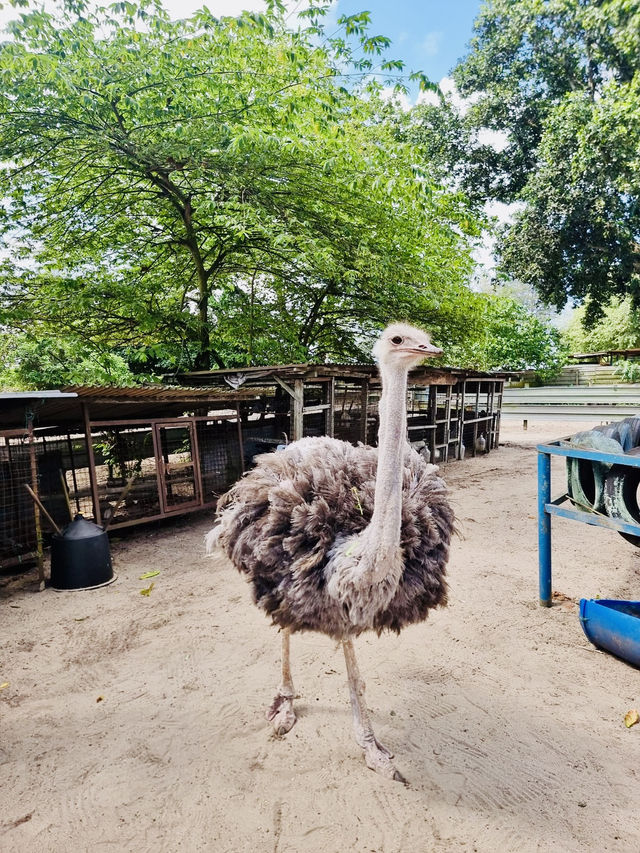 Big Birds & Big Smiles: Visiting Desaru Ostrich Farm