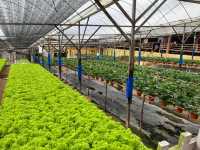 🍓Not Just Strawberries — Big Strawberry Farm, Cameron Highlands
