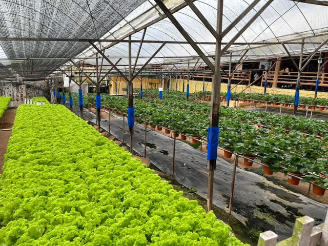 🍓Not Just Strawberries — Big Strawberry Farm, Cameron Highlands