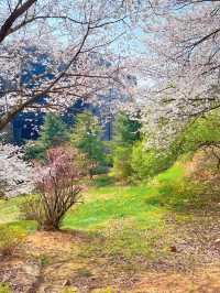 인천의 숨은 벚꽃 명소 SK 석유화학