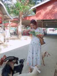 Family Park Pattaya ฟาร์มแกะ พัทยา