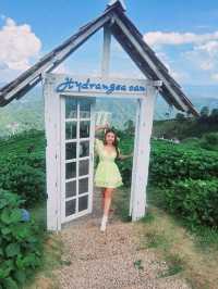 Hydrangea san (ไฮเดรนเยียซัง) ดอยแม่มอญ เชียงราย