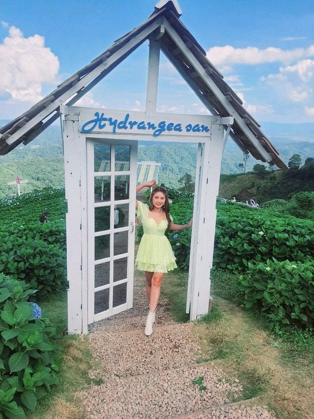 Hydrangea san (ไฮเดรนเยียซัง) ดอยแม่มอญ เชียงราย