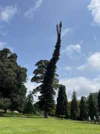 🌳中斯友誼留痕｜尋訪周恩來總理栽種的喇叭樹（Crape Myrtle） 