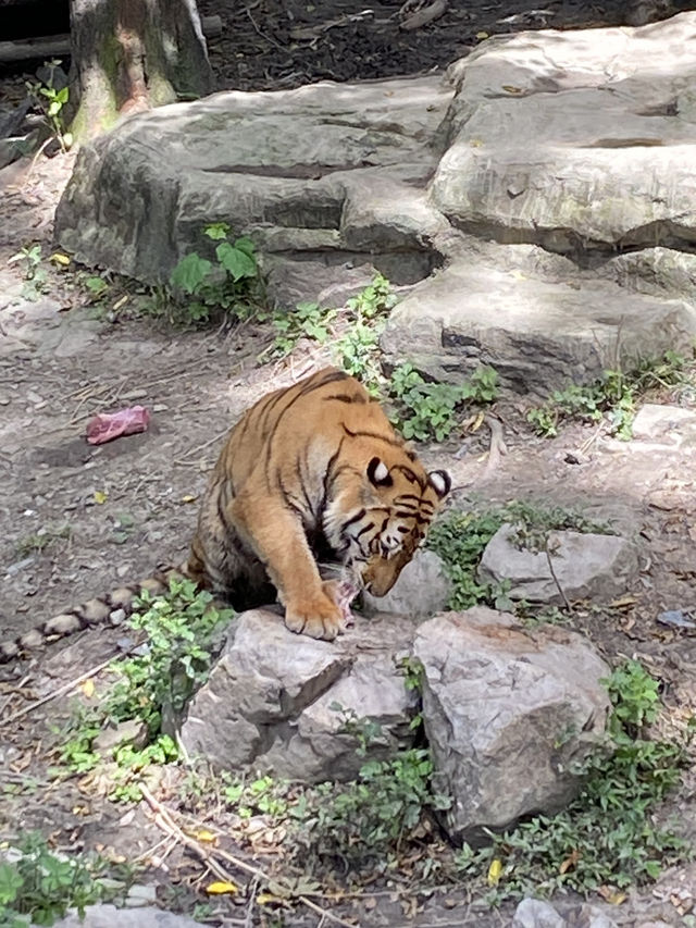 比較上海迪士尼，遛娃更值得去的地方- 上海動物園🐯🐼