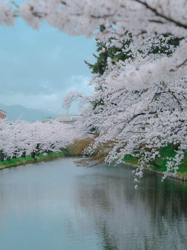  ปราสาทฮิโรซากิ 🌸 ปราสาทกลางซากุระแห่งโทโฮคุ