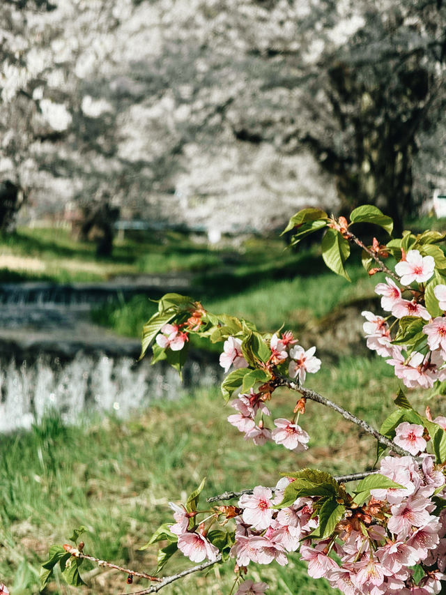 🌸 Kannonji River – อุโมงค์ซากุระริมแม่น้ำ