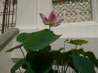 วัดบวรนิเวศ บางลำพู