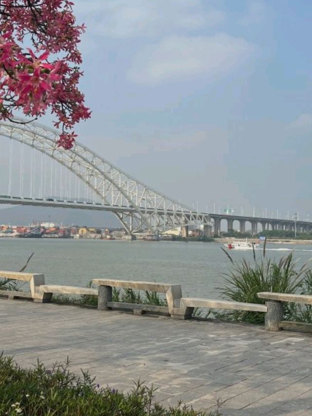 🌸 橫琴花海長廊三號驛站｜太陽花+露營