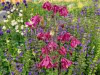 A Sea of Flowers, A Tranquil Heart