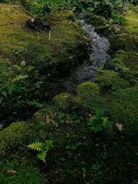 【天龍寺】心を整える禅の世界🌿嵐山の静寂に包まれる癒しの時間