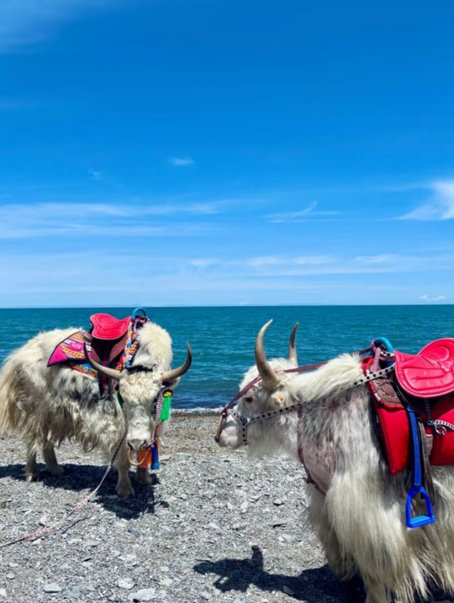 Qinghai Lake: The Shimmering Jewel of the Tibetan Plateau