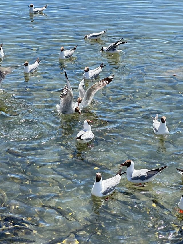 Waves in the Clouds: The Story of Qinghai Lake