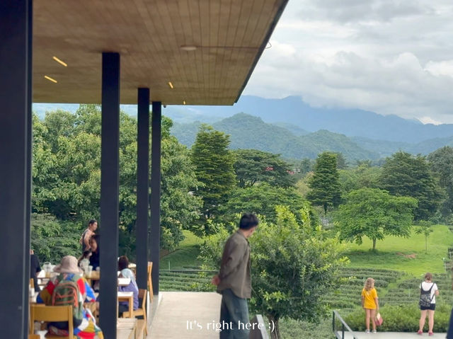 ไร่ชาฉุยฟง เชียงราย 🍃🌿