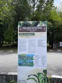 Tranquil Wonders of Paya Indah Wetlands