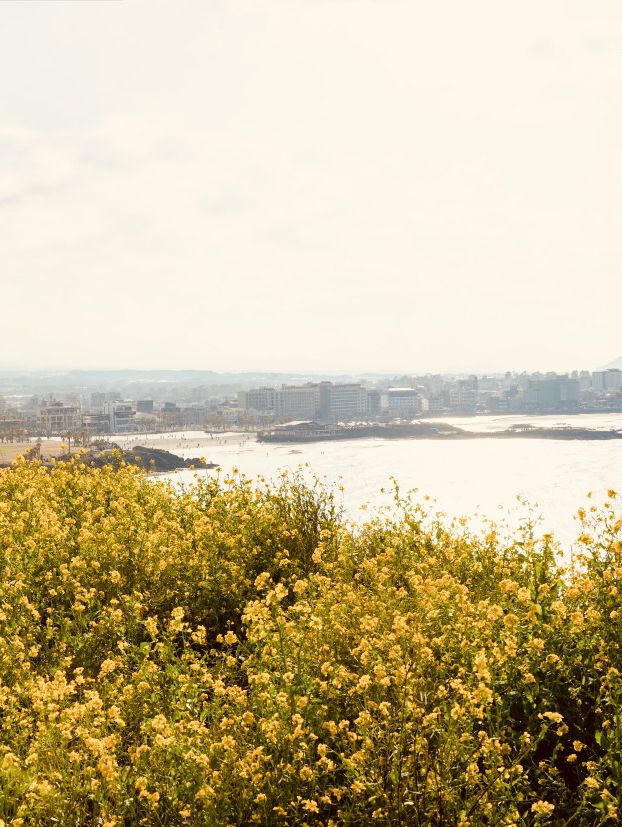 A Glimpse into Jeju's Defensive Heritage