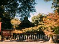 Shorinzan Daruma Temple