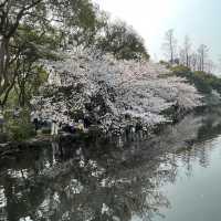 🌅 West Lake (西湖): A Grand Stage of Nature and Culture
