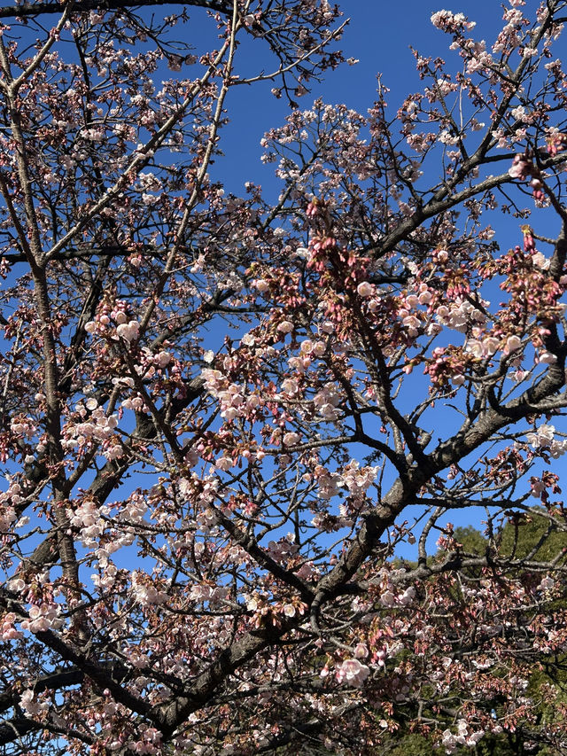 Tokyo 2025 Itinerary