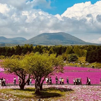 🗻 Escape to Nature: Solo Adventure at Fuji Motosuko Resort! 🌊⛺