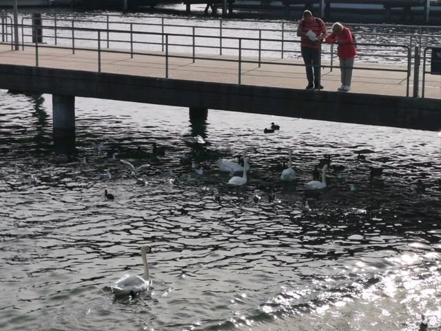 Lake Zurich: A Sparkling Jewel of Urban Serenity