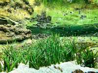 Meadow Magic Under the Sea!