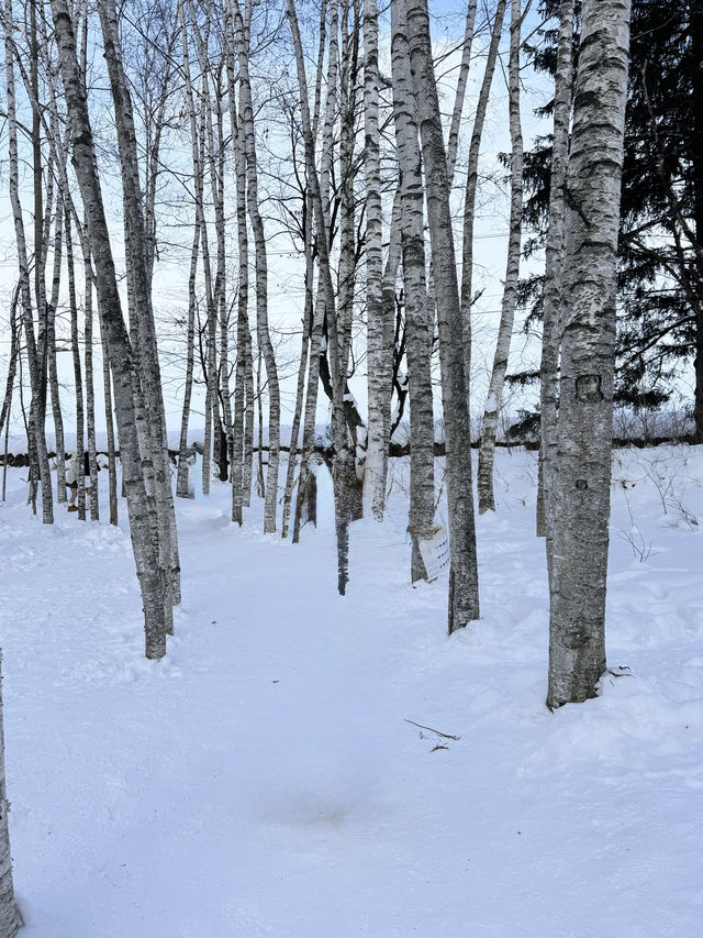 ❄️ 겨울 비에이 버스투어, 이건 꼭 가야 해! ❄️ 겨울 비에이 버스투어, 이건 꼭 가야 해!