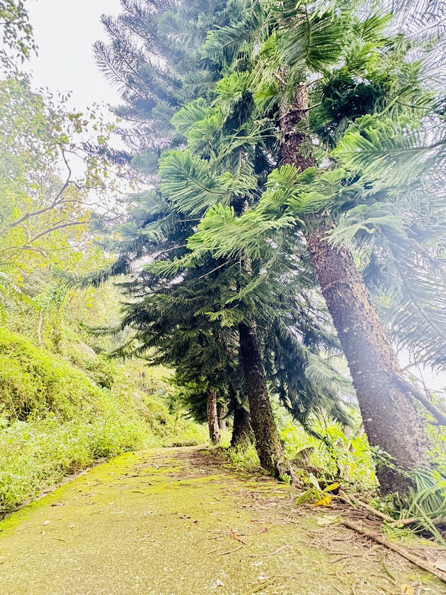一條藏在山林間的詩行| 梅峰古道