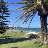 로망의 도시 ‘시드니’ 🇦🇺