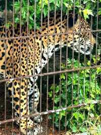 Nature and Wildlife at Higashiyama Zoo and Botanical Gardens