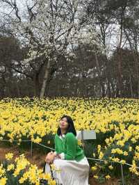 서산 봄 여행 🌼 수선화와 벚꽃을 한 번에!