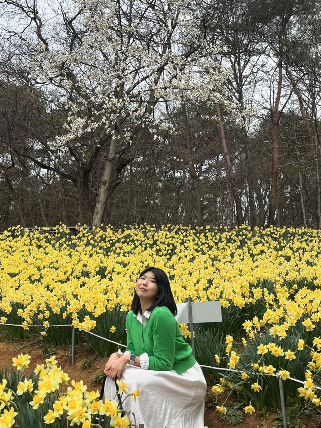 서산 봄 여행 🌼 수선화와 벚꽃을 한 번에!