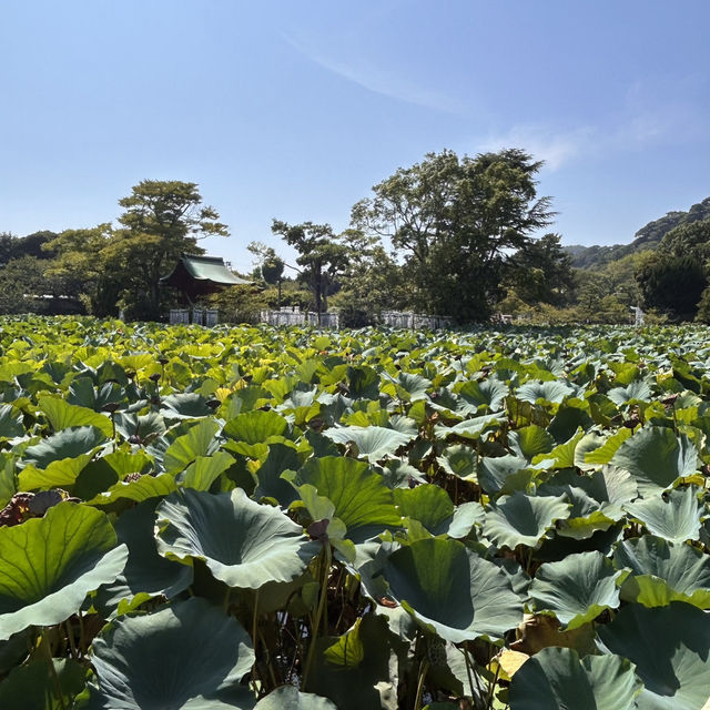 The Setting: Genpei Pond (源平池 - Genpei Ike)
