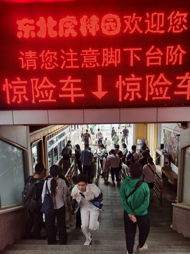 來東北虎林園和虎兒們近距離接觸 適合溜娃好地方
