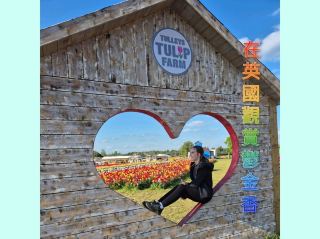 การชมทิวลิปในสหราชอาณาจักร