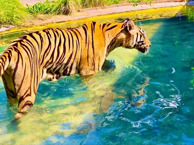 與猛獸近距離接觸的芭提雅老虎園 Tiger Park Pattaya