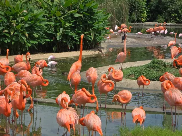 Bird Paradise Singapore – Perfect Family Weekend