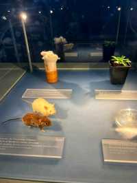 🔬 Deutsches Museum – The World’s Largest Science & Technology Museum 🔬