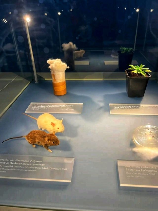 🔬 Deutsches Museum – The World’s Largest Science & Technology Museum 🔬