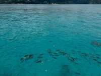 Island Paradise Awaits on Mahe