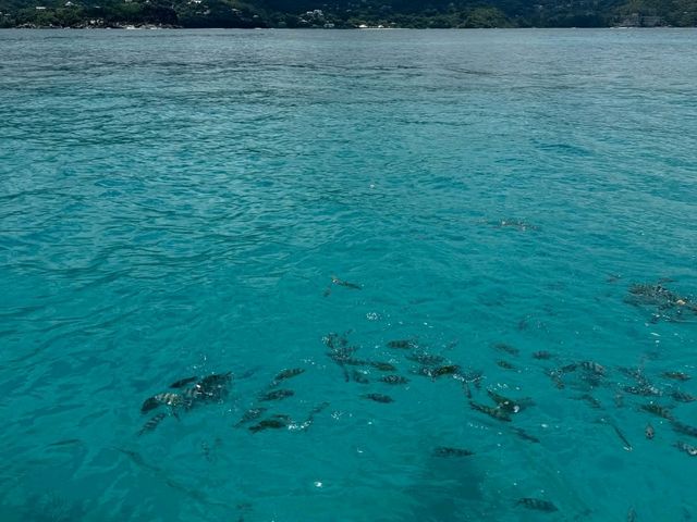 Island Paradise Awaits on Mahe