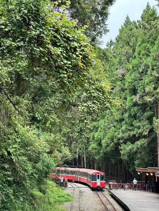 快樂不放假/避暑勝地阿里山