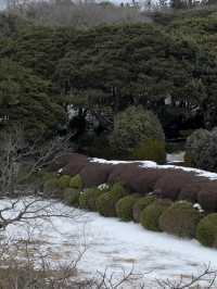 ❄️🌺 Jeju Island Magic: Snow & Camellias by the Sea 🌊